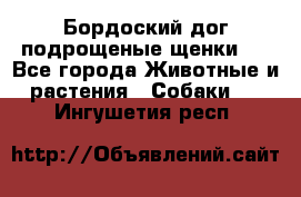 Бордоский дог подрощеные щенки.  - Все города Животные и растения » Собаки   . Ингушетия респ.